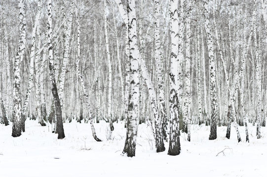 Fototapeta winter forest
