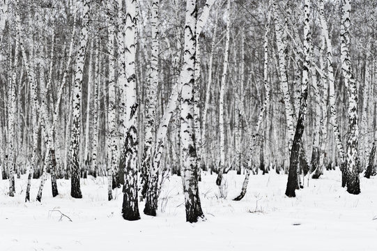Fototapeta birch forest