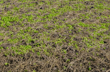 Vegetable garden