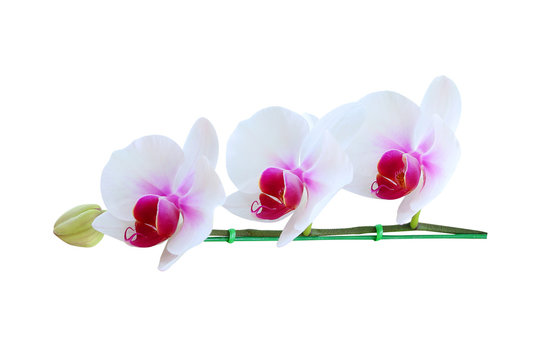 Orchid flowers isolated on white background.