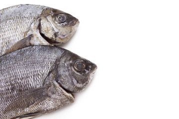 fish isolated