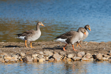 Ánsares Comunes. Anser anser. Lagunas de Villafáfila, Zamora.