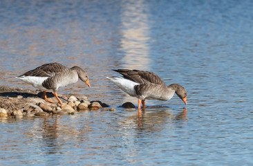 Ánsares Comunes. Anser anser. Lagunas de Villafáfila, Zamora.