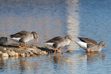 Ánsares Comunes. Anser anser. Lagunas de Villafáfila, Zamora.