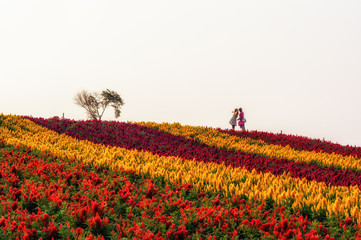 Couples in a field of flower taken in Biei, Japan.