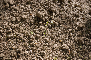 Soil as a background in the full frame, photography