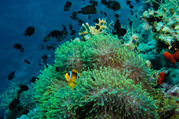 Clown fish with its young in the anemone site