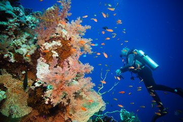 Scuba Diver, Tropical Fish and Coral Reef