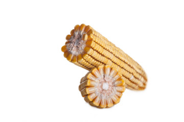 corn isolated on white