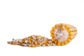 corn seed isolated