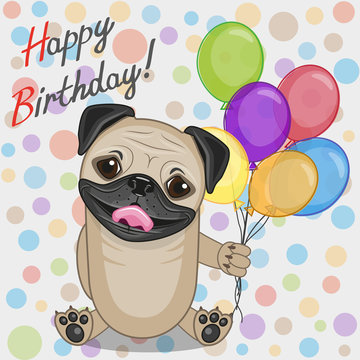 Pug Dog with balloons