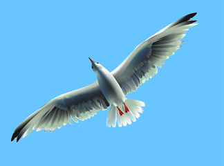Fototapeta premium Seagull