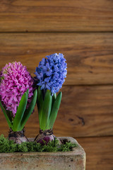 fresh hyacinth flowers on wooden background
