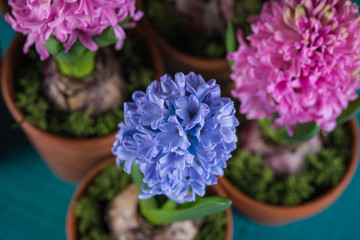 Close view on spring Hyacinth flower in ceramic pot