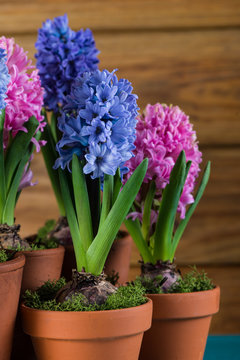 Group of fresh bulb spring flowers in ceramic pot