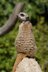 Meerkat