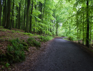 Path in the forest on Rügen Island