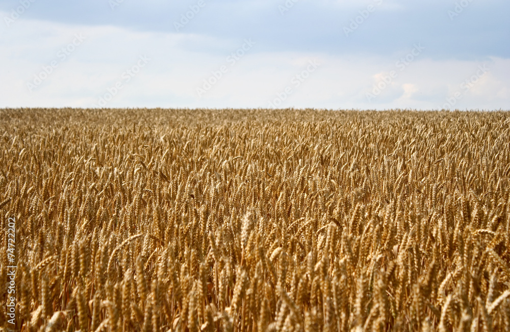 Wall mural Field of wheat