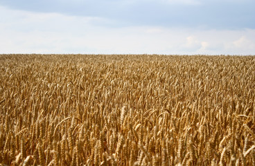 Field of wheat