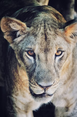 Fototapeta premium Young lioness trapped in cage at the Zoo in Samui, Thailand