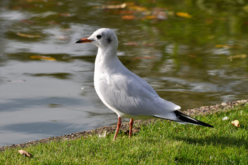 Möwen im Hafen