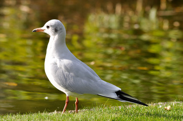 Möwen im Hafen