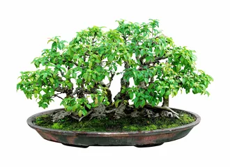 Keuken foto achterwand Bonsai bonsaiboom met witte achtergrond, algemene decoratie in trad