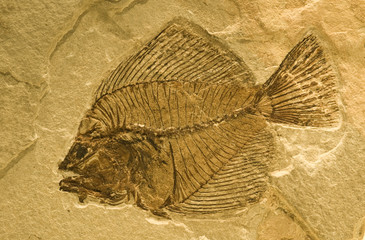 Fossil of a fish. © marcel