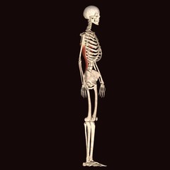 skeleton anatomy