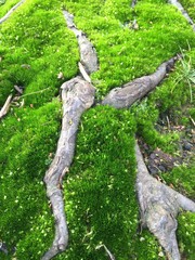 Wurzeln mit Moos