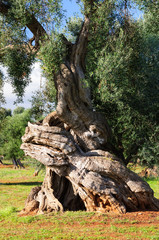 Puglia Olivo Ulivo
