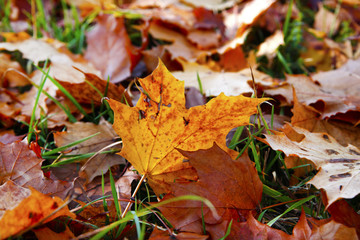 Fototapeta na wymiar Blätter eines Ahorn im Herbst