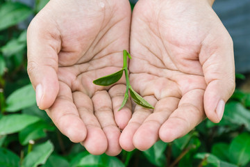 Fresh tea leaves in hands over tea bush on plantation