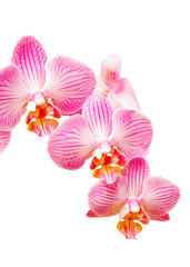 Obraz na płótnie Canvas Branch of orchid