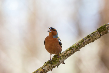 Chaffinch singing