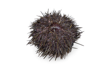 Fresh raw sea urchin