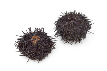 Fresh raw sea urchins
