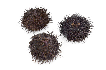Fresh raw sea urchins