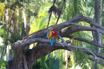 Rolgordijnen parrots © gleres