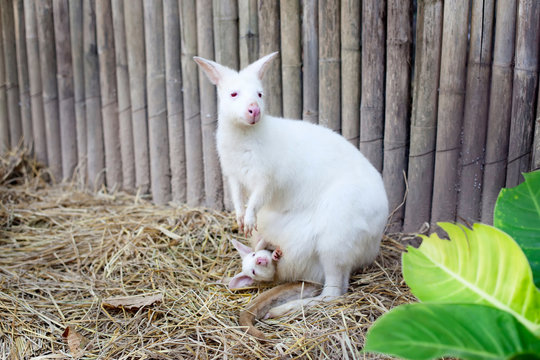 Albino Wallaby with baby
