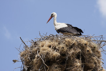 stork and sparrow