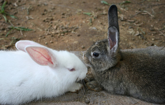 White and brown rabbit sitting on ground floor