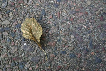 Verlorenes Blatt