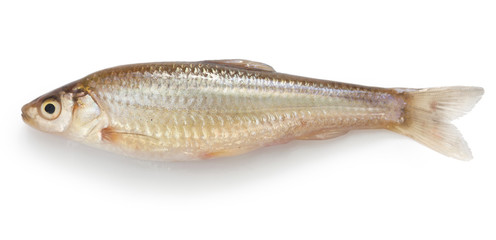 honmoroko, japanese willow shiner(female), luxury fish