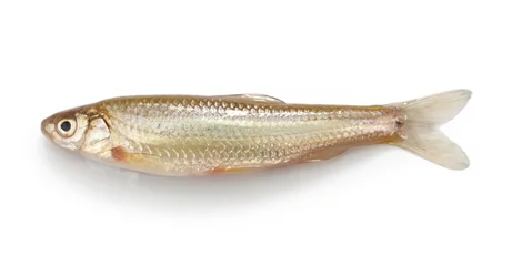 Door stickers Fish honmoroko, japanese willow shiner(male), luxury freshwater fish