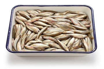 honmoroko, japanese willow shiner, luxury freshwater fish