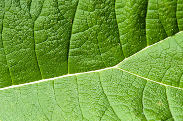 Grüne Blätter. Adern