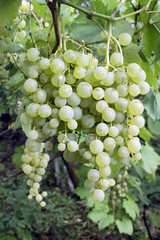 White grape cluster with leaves