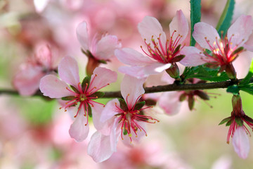rosy spring