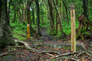La Réunion - Sentier botanique à Mare Longue